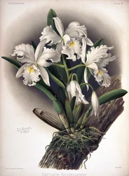 Cattleya warscewiczii als syn: Cattleya warscewiczii f. rochellensis